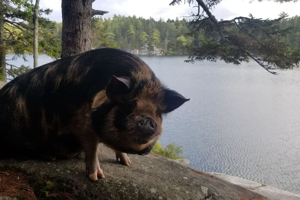 To dive or not to dive?