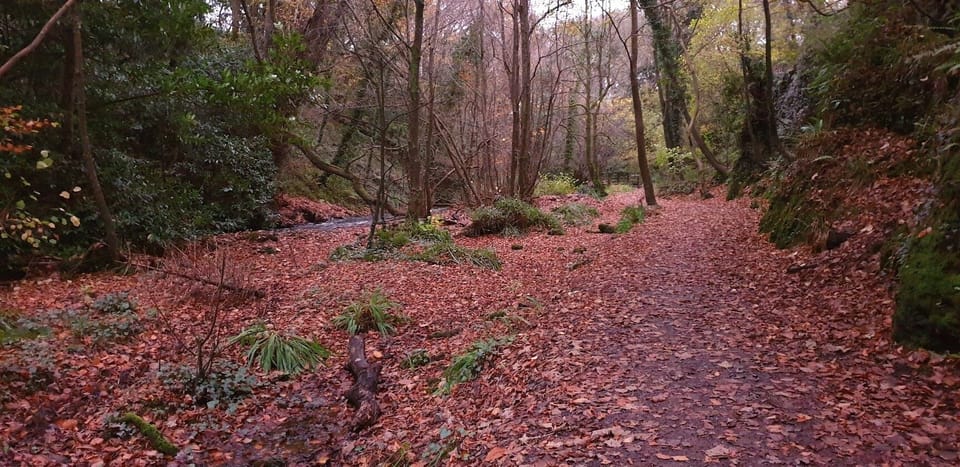 Woodland Walk Ennistymon