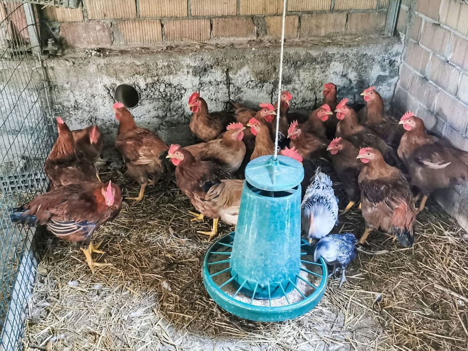 Livestock