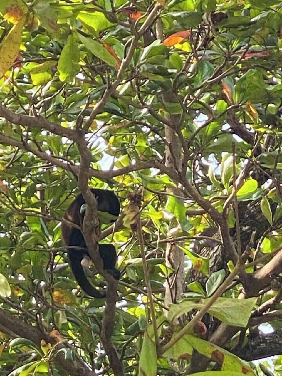 Howler monkeys come by in a weekly basis and eat the almond fruits all around the property