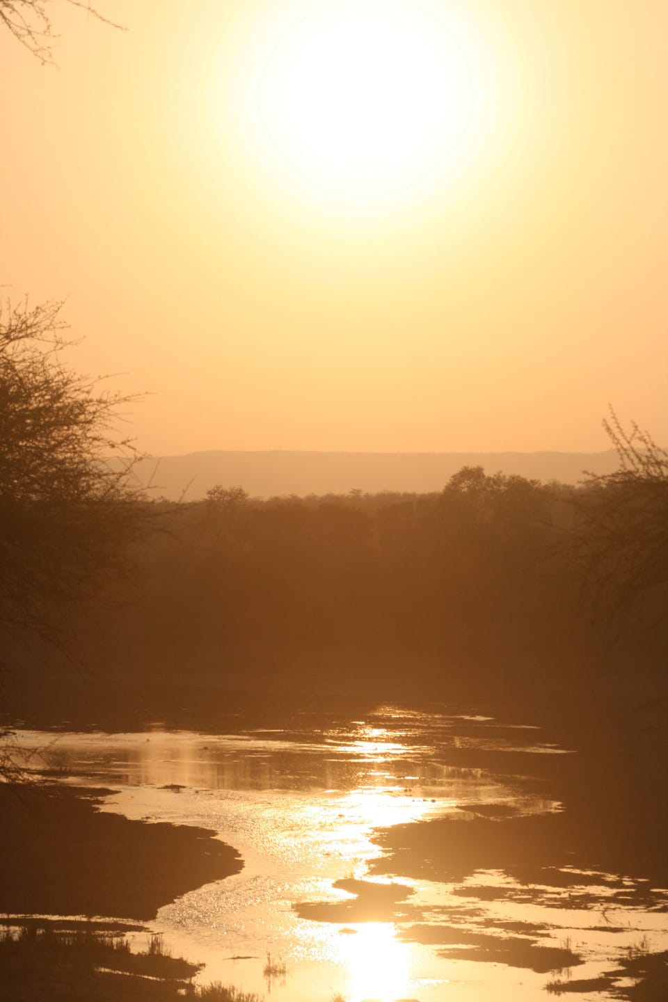 Safari