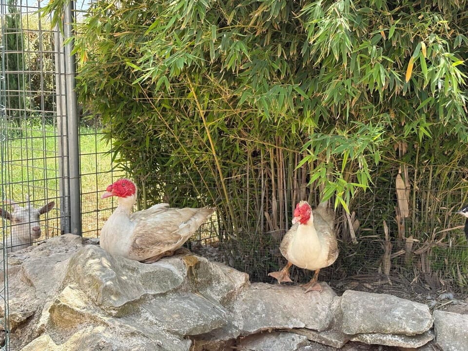 Animals, Autumn, Spring, Summer