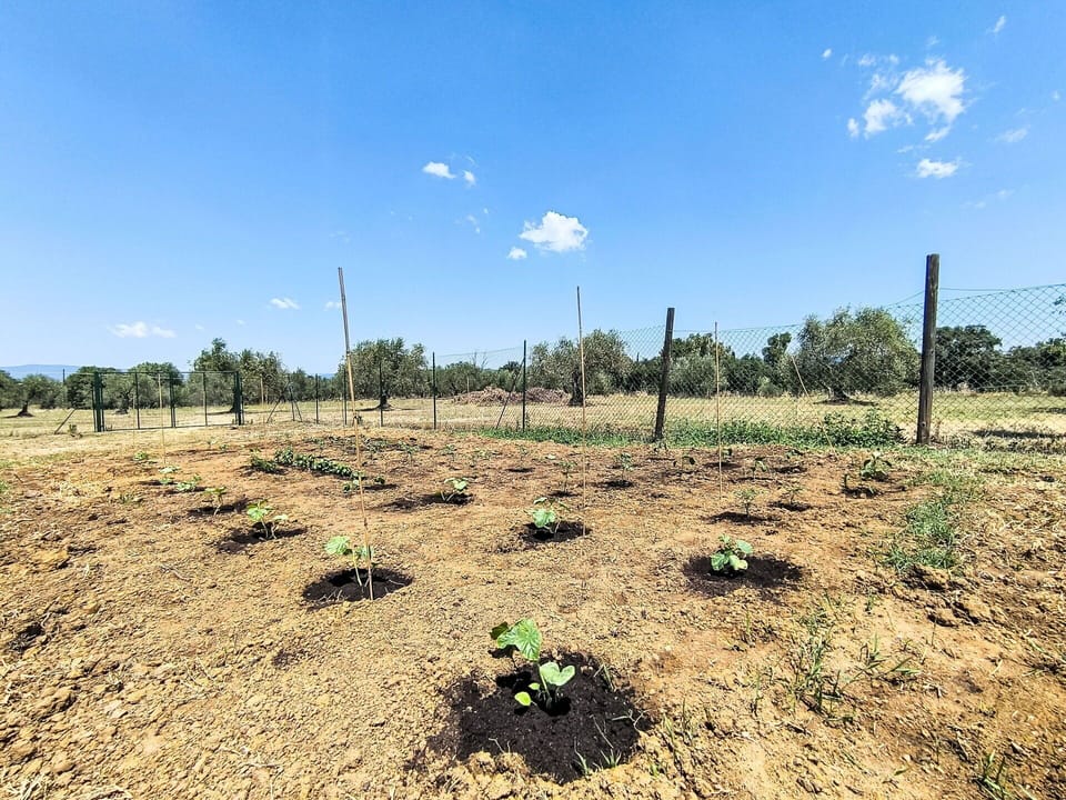 Field, Plain, Soil, Land Lot, Agriculture, Rural Area, Plantation, Farm, Shrubland