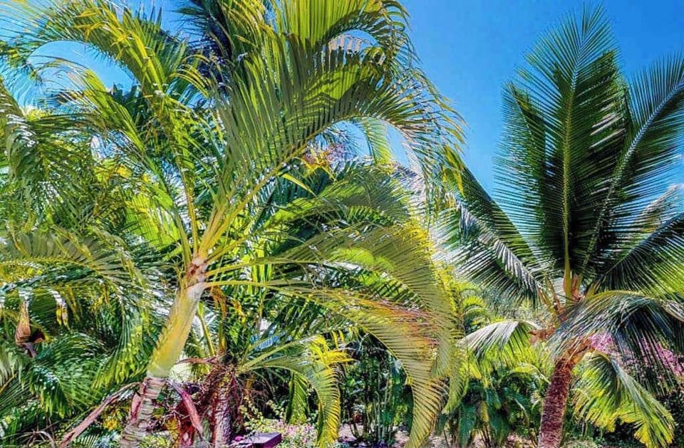 Lush tropical landscaping surrounds the resort grounds
