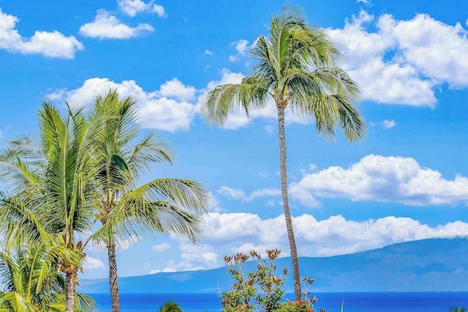 Tropical Ocean View framed by Soaring Palm Trees under Sunny Skies