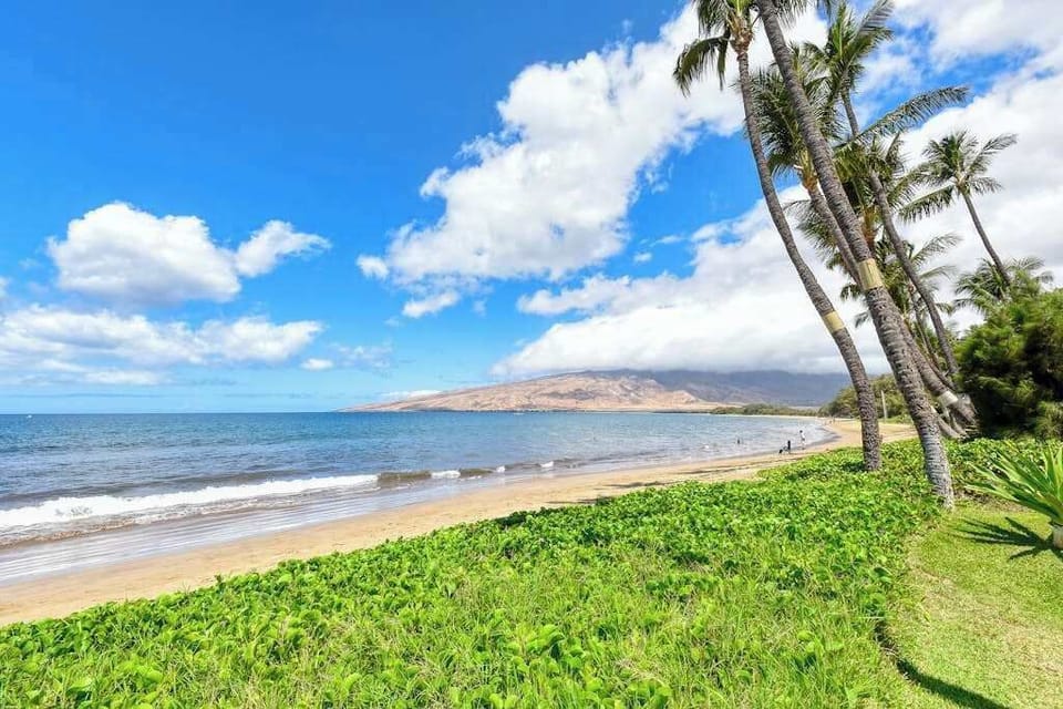 Beautiful beachfront with swaying palm trees