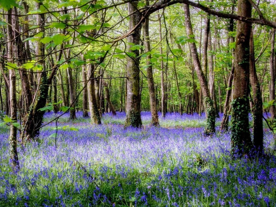 Tehidy woods is a lovley area for dogs and children