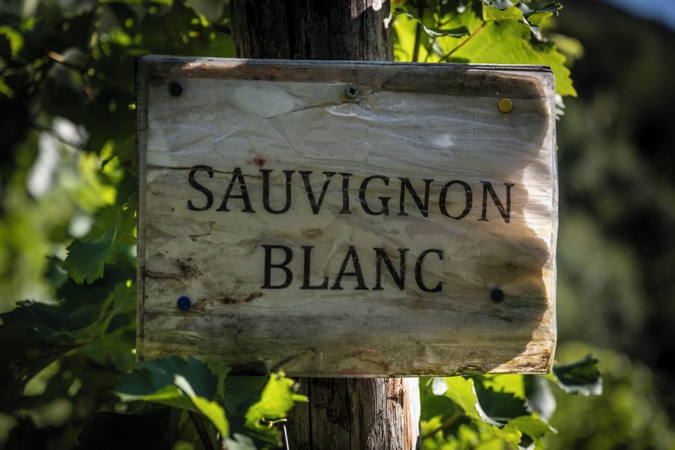 Vineyard
