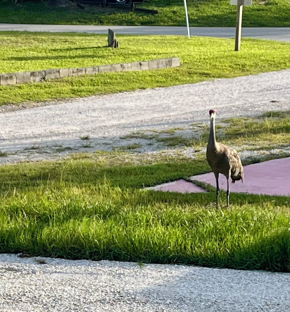 Sandhill crane picture taken from front porch. 