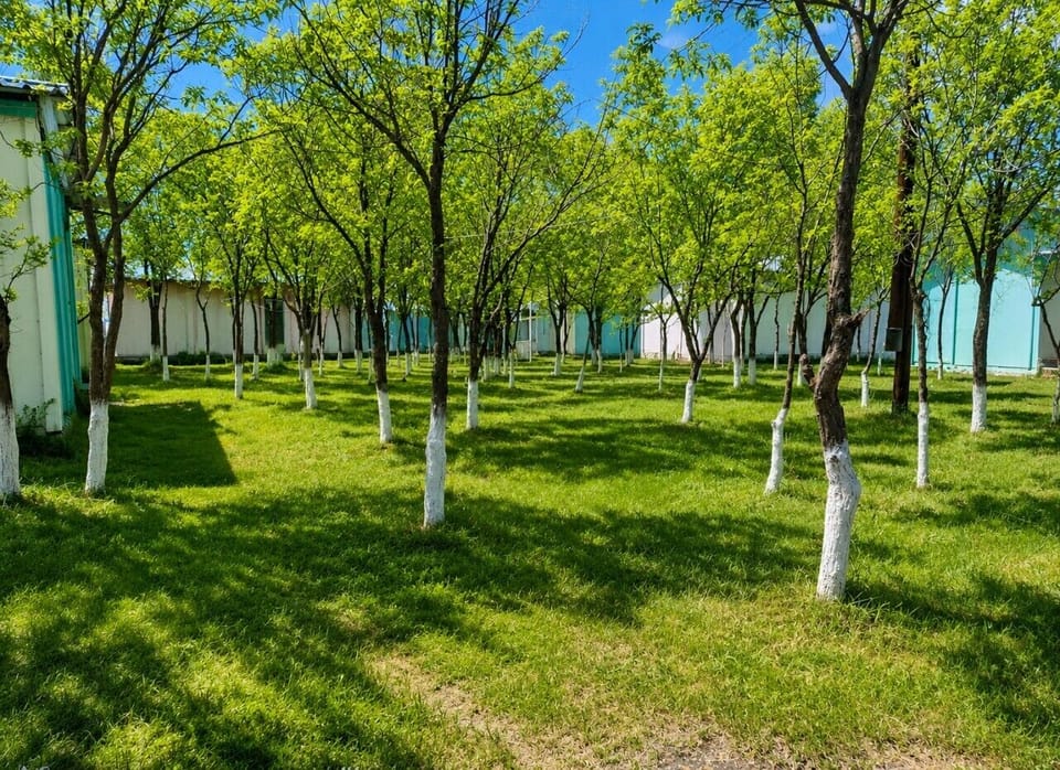Spacious garden area surrounded by trees