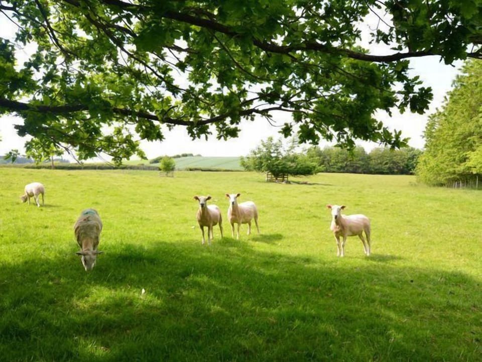 Looking in to the field at the bottom of the shared garden