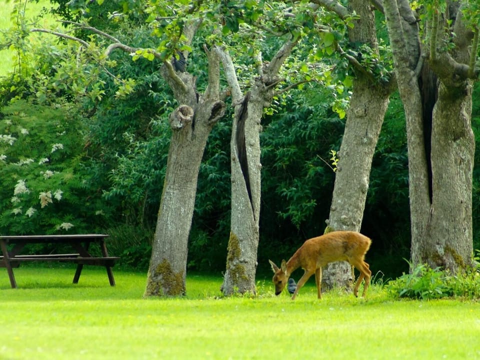 Local wildlife right outside the property