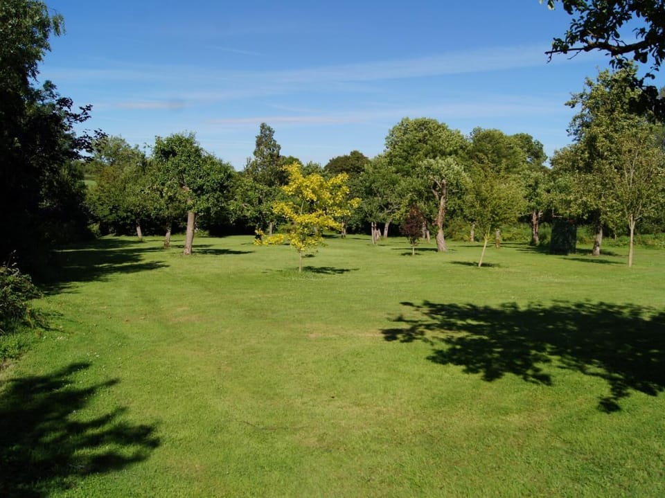 Views of the orchard