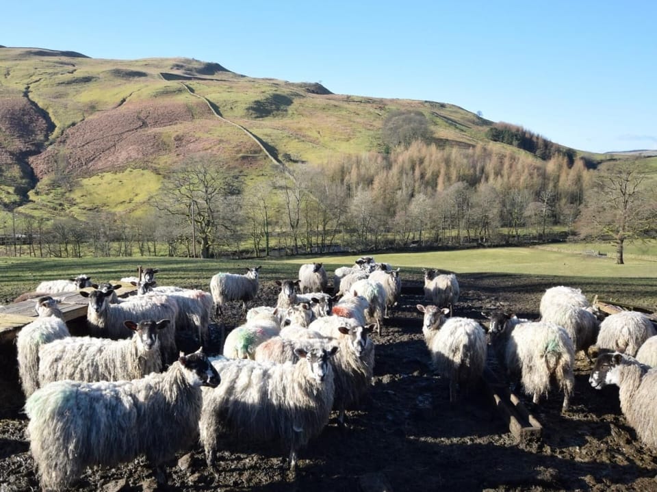 Come and meet the locals