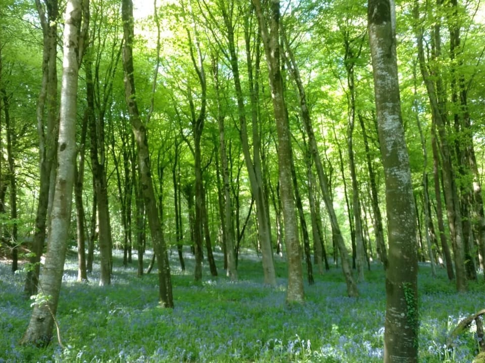 Charmouth Woods