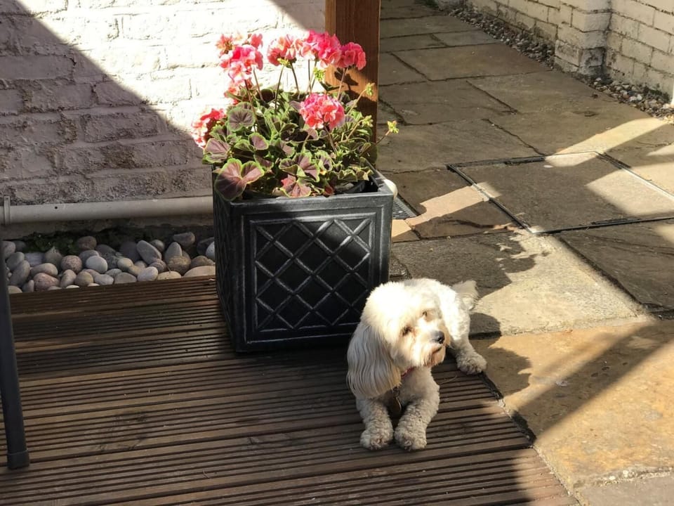 Even the dog can relax