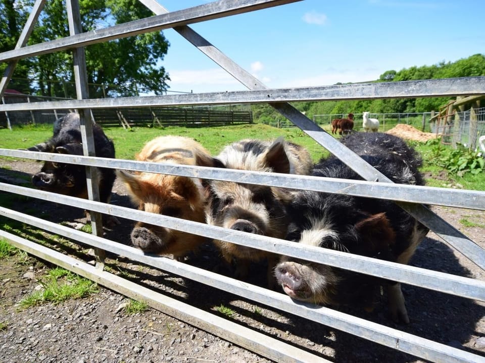Meet the locals...