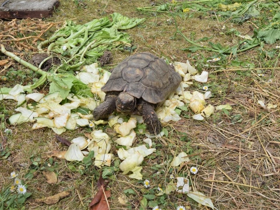 Pop by and meet speedy