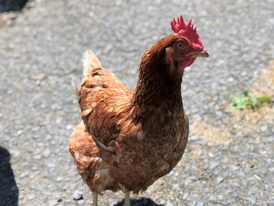 Meet the locals