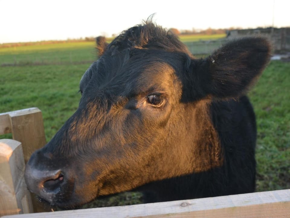Meet the farm animals 