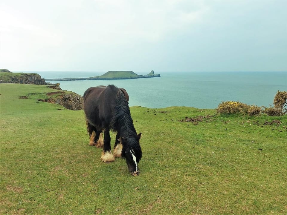Enjoy spectacular clifftop walks at Worms Head