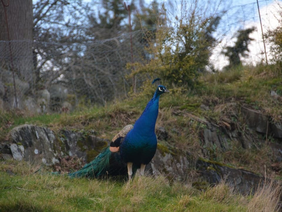  Enjoy the views and the beautiful peacocks 