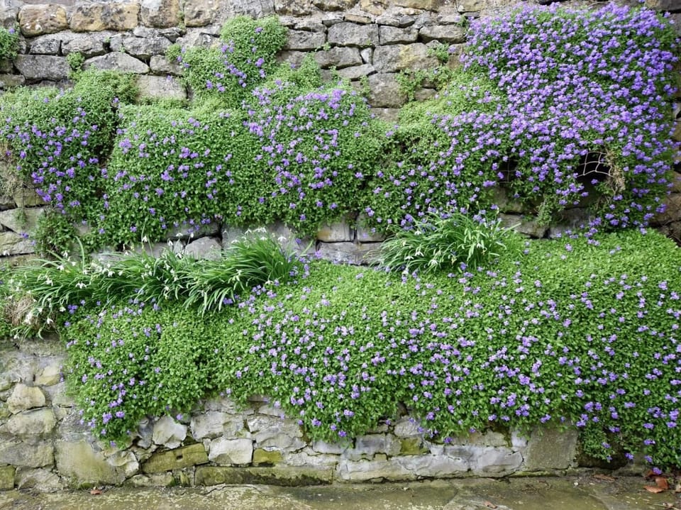 Lovley cottage garden