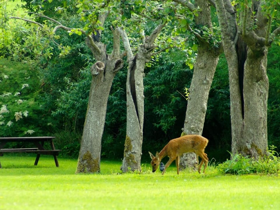 Wildlife in the orchard