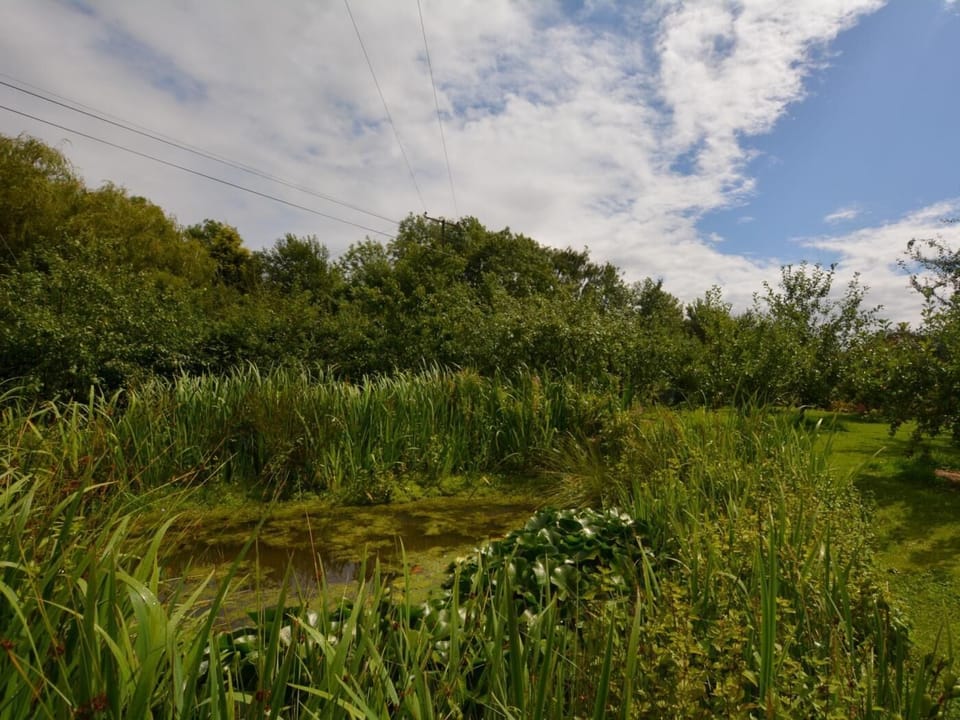 or a picnic by the pond