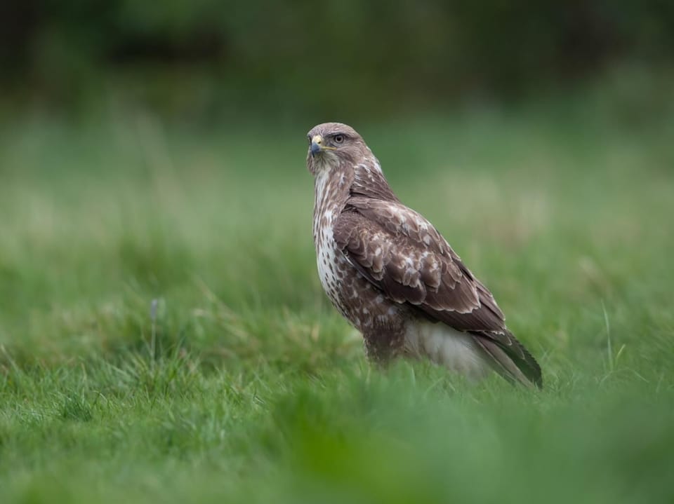 Or one of these magnificent buzzards