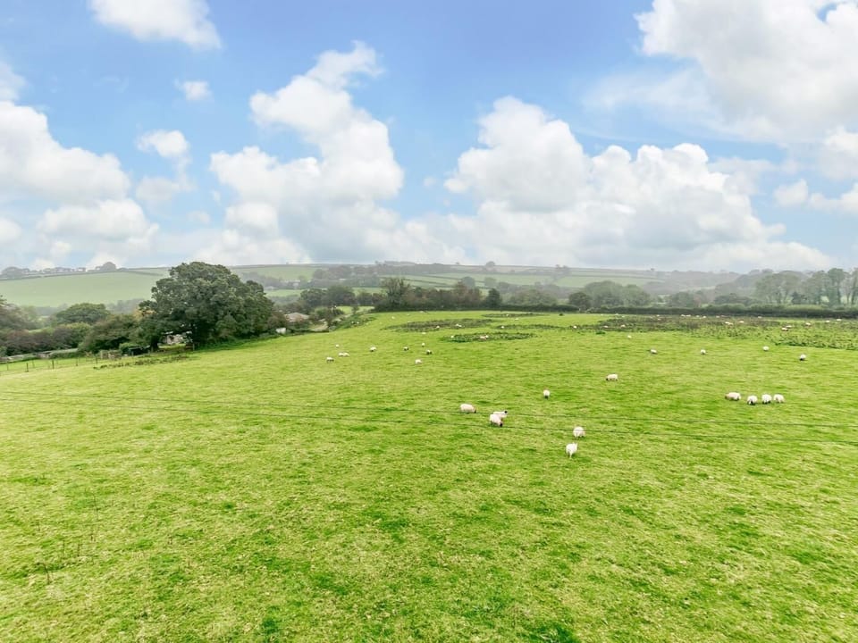 Shared 1/2 acre enclosed paddock for dog exercising