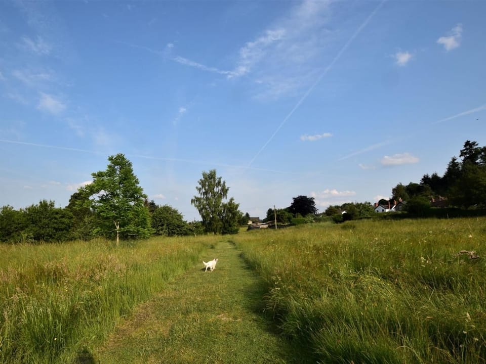 Meadows, perfect for excercising your four-legged friend