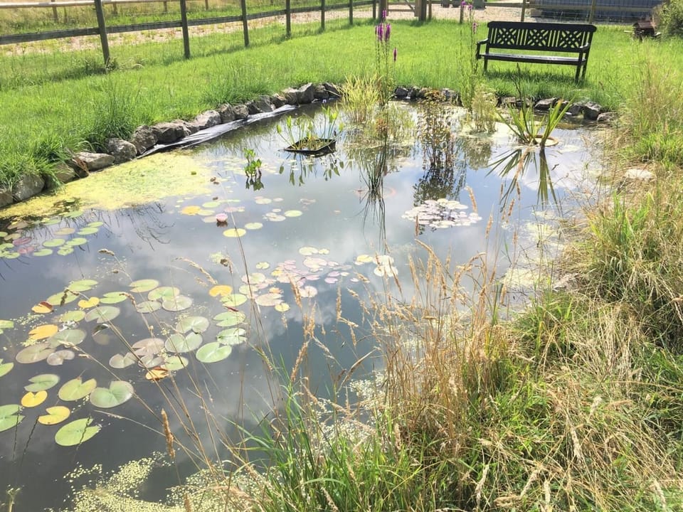 View of the pond 