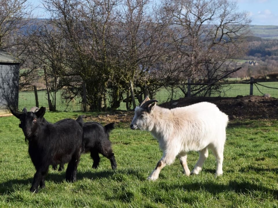 The owners' giddy goats