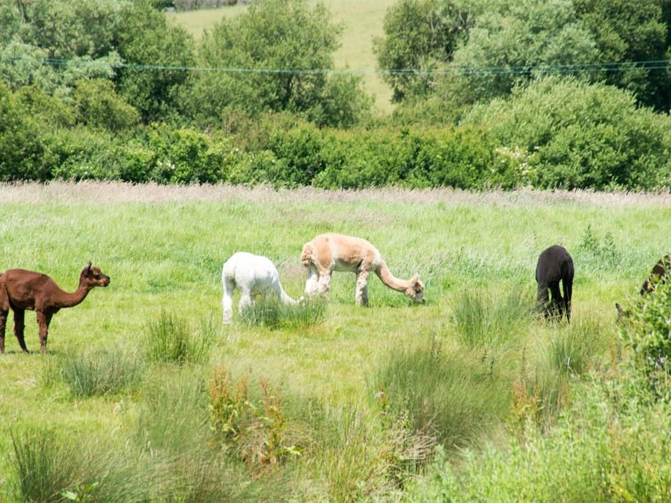 Meet some animals