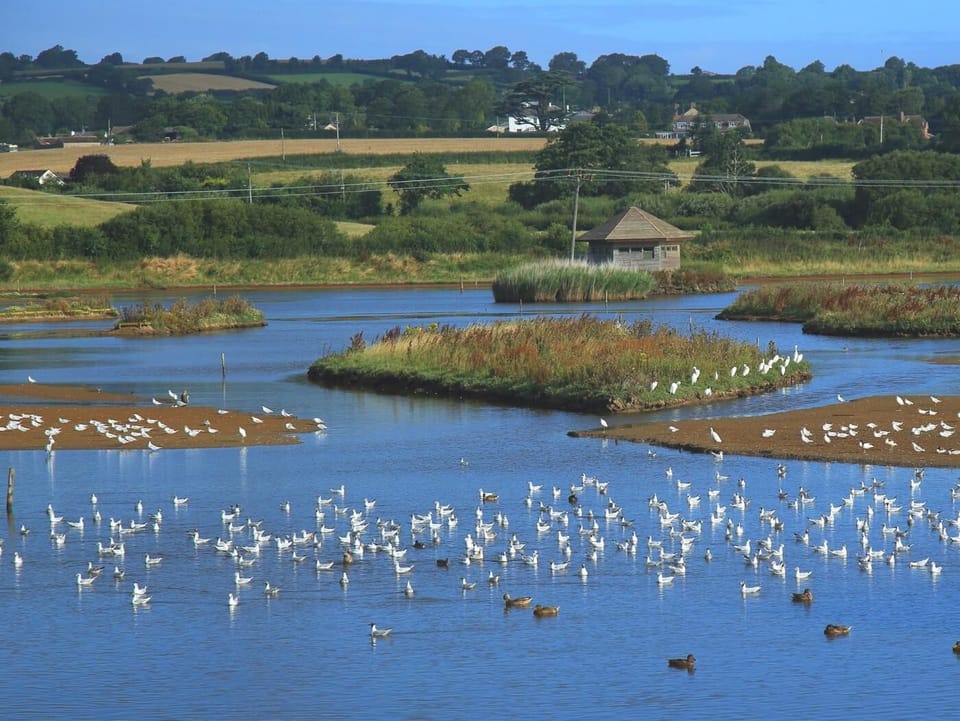 The nearby Seaton Wetlands bird sanctuary