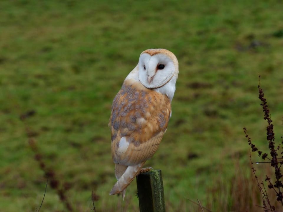 Barn owl spotted on the farm