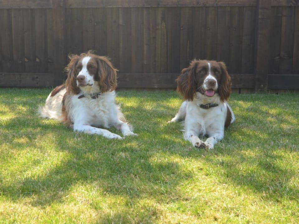 Plenty of space for dogs to run free