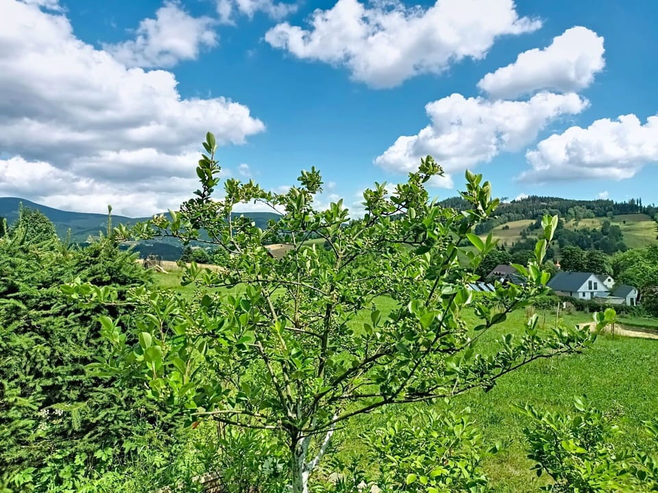 Leaf, Green, Branch, Vegetation, Shrub, Woody Plant, Spring, Plantation, Evergreen