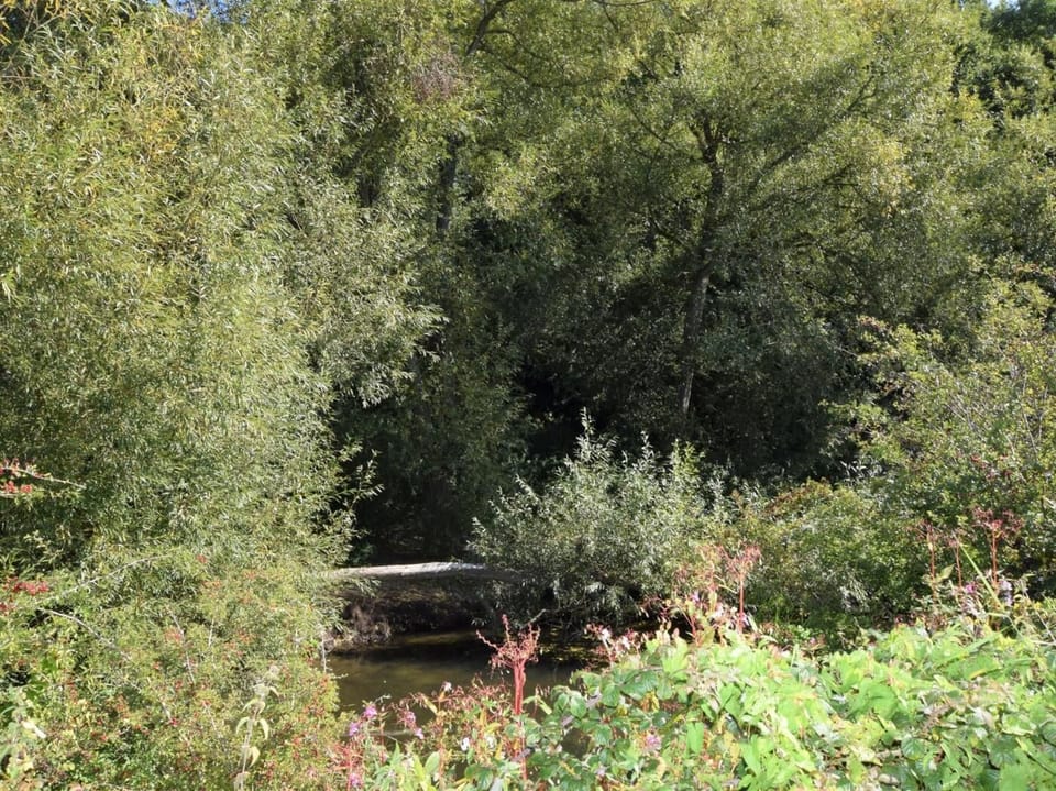 River Avon within owners grounds