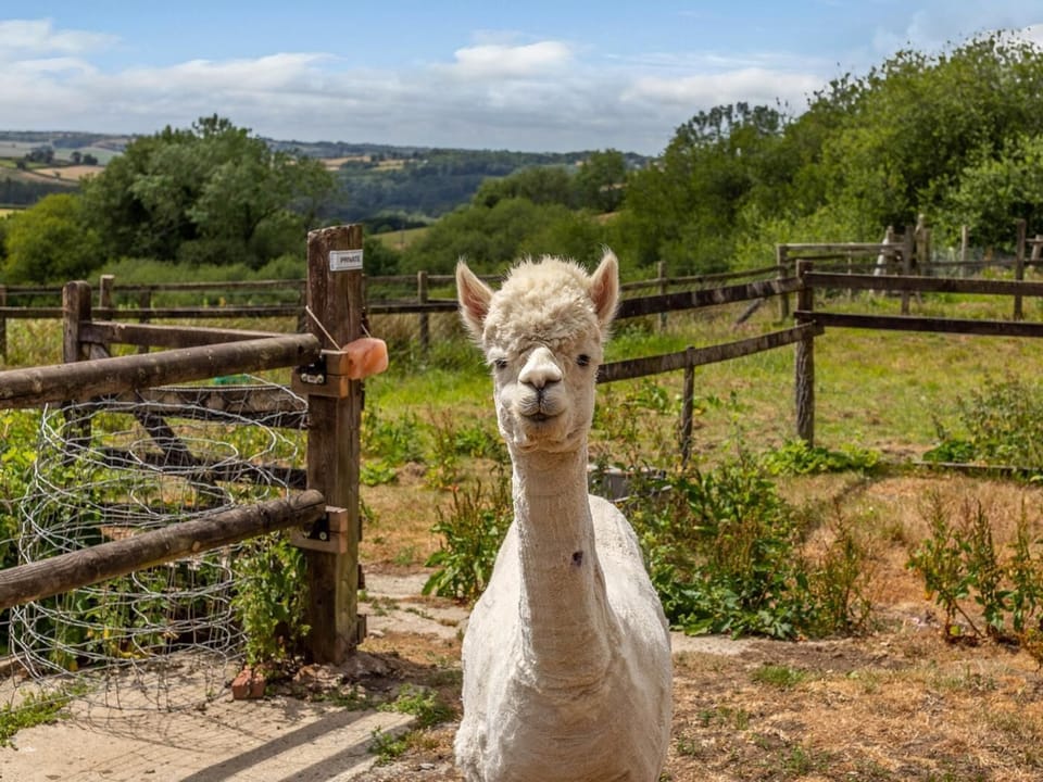 Meet and feed the friendly alpacas