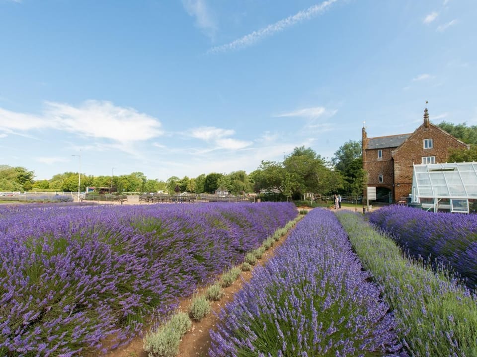 Norfolk Lavender