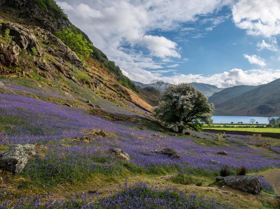 Bluebells of Rannerdale at Buttermere