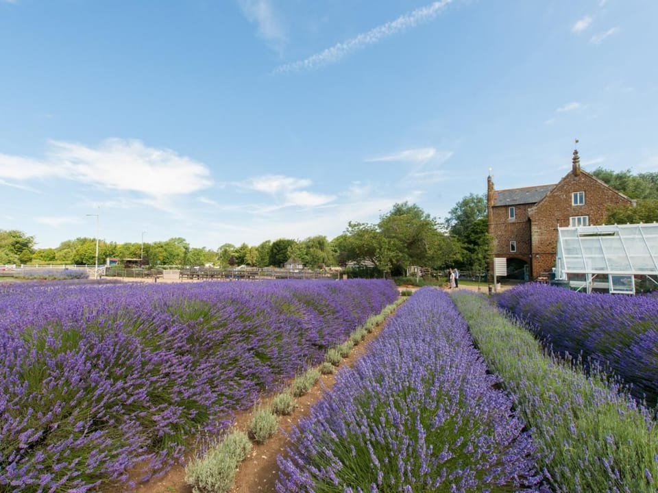 Norfolk Lavender (Heacham)