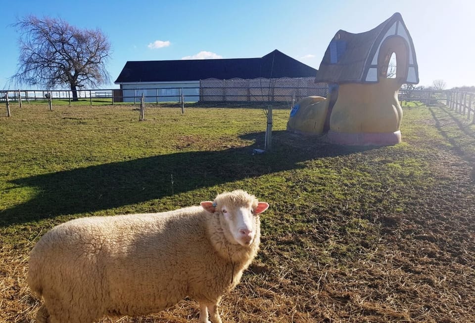 On-site animals