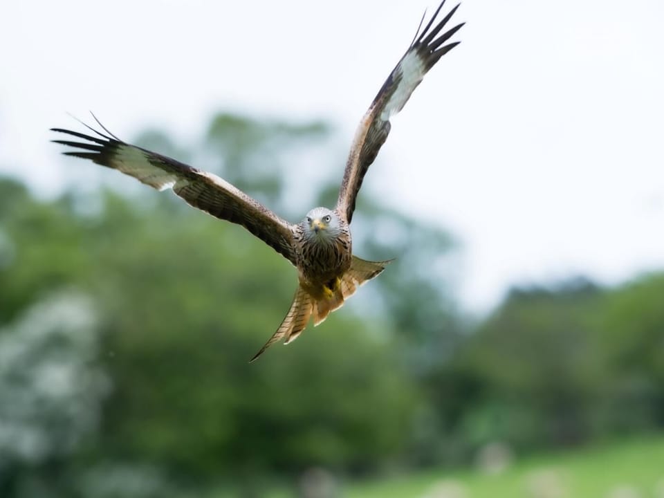 Watch the red kites from the raised decking or visit the nearby feeding centre