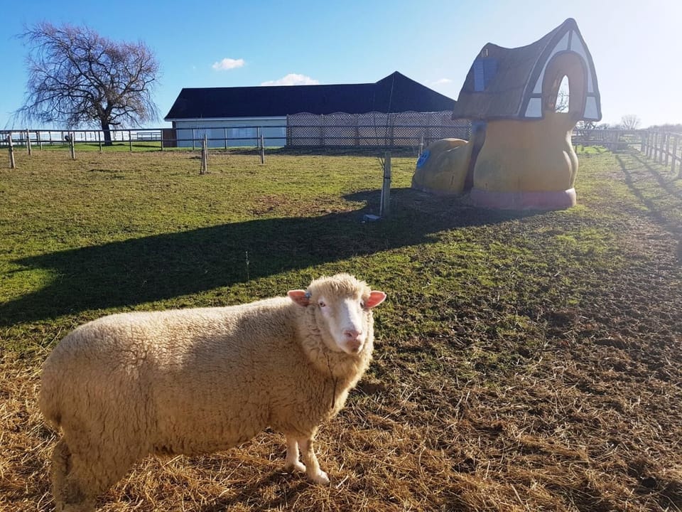 Wildlife on site