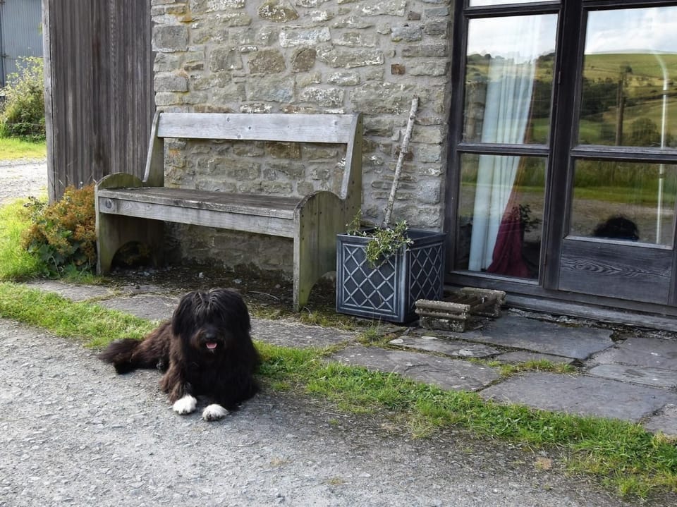 Two well-behaved dogs are welcome