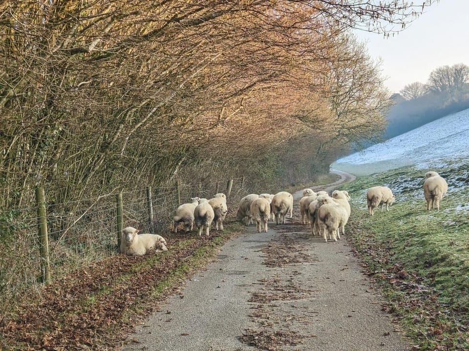 Farm road leading to property 