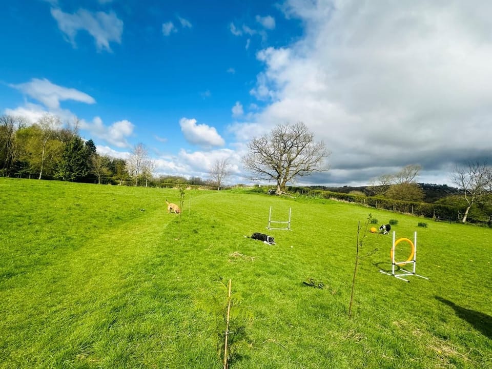 Enclosed dog field